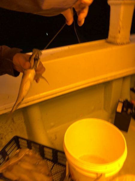 海龍丸(石川) 釣果