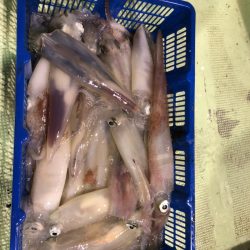 海龍丸(石川) 釣果