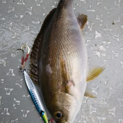 光生丸 釣果