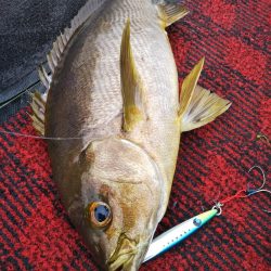 光生丸 釣果