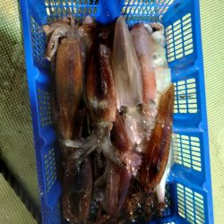 海龍丸（石川） 釣果