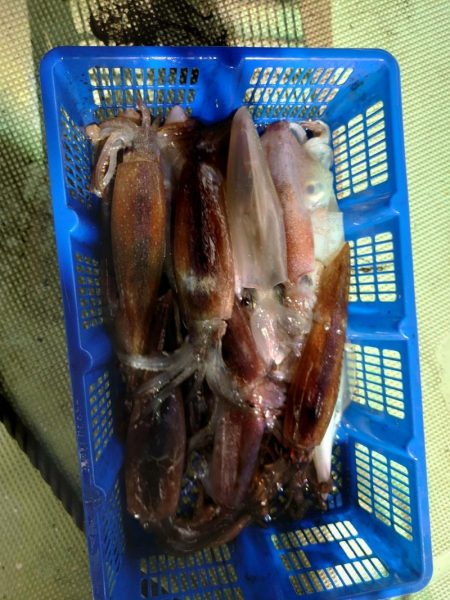 海龍丸（石川） 釣果