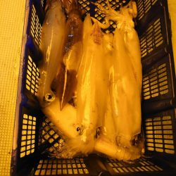 海龍丸（石川） 釣果