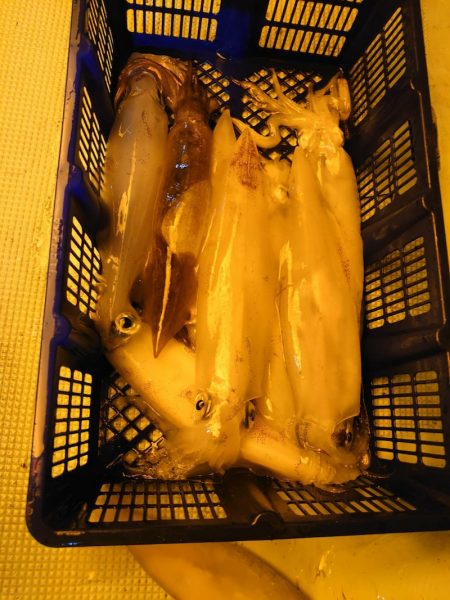 海龍丸（石川） 釣果