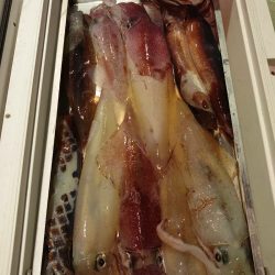 海龍丸（石川） 釣果