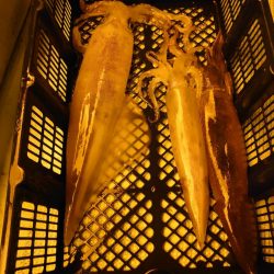 海龍丸（石川） 釣果