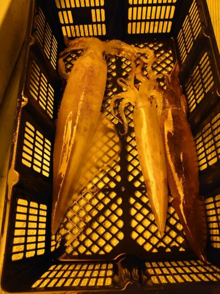 海龍丸（石川） 釣果