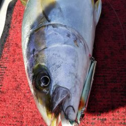 光生丸 釣果