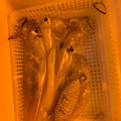 海龍丸（石川） 釣果