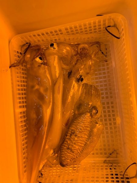 海龍丸（石川） 釣果