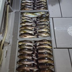 エンペラー 釣果