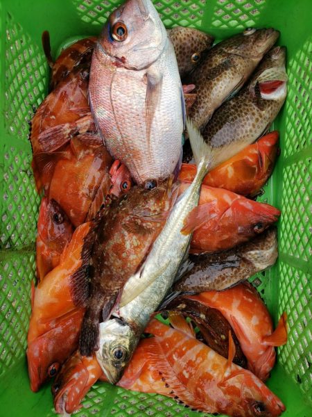 一華丸 釣果