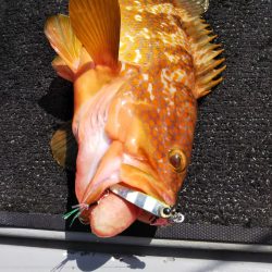 光生丸 釣果
