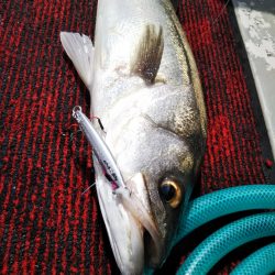 光生丸 釣果