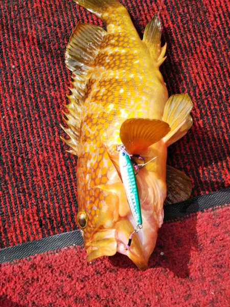 光生丸 釣果