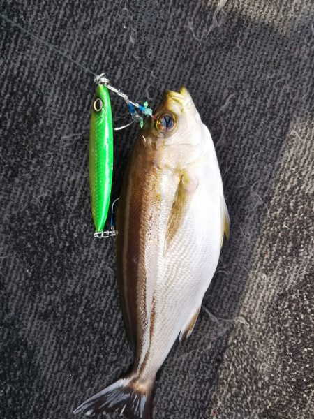 光生丸 釣果