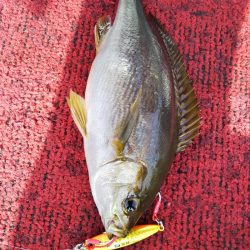 光生丸 釣果