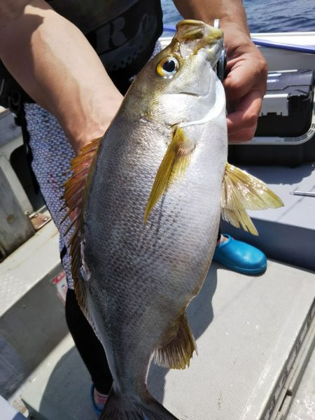 光生丸 釣果