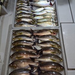 エンペラー 釣果