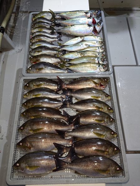 エンペラー 釣果