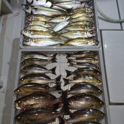 エンペラー 釣果