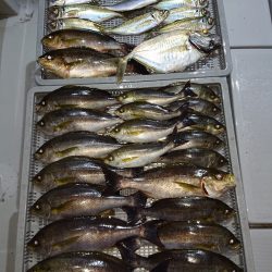 エンペラー 釣果