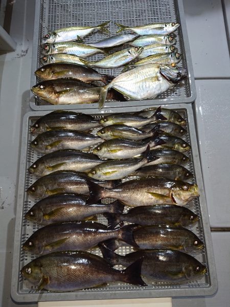 エンペラー 釣果