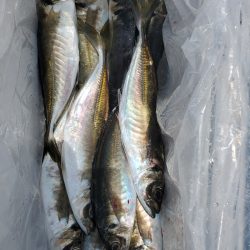 Soyamaru 釣果