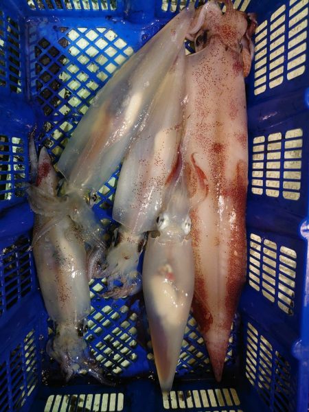 海龍丸（石川） 釣果