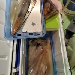 海龍丸（石川） 釣果