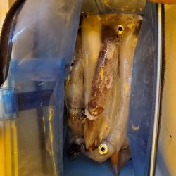 海龍丸（石川） 釣果