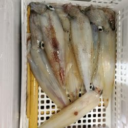 海龍丸（石川） 釣果