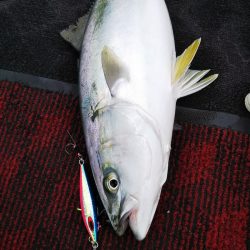 光生丸 釣果