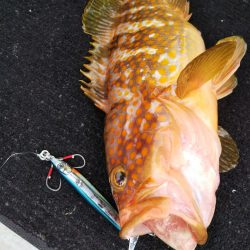 光生丸 釣果