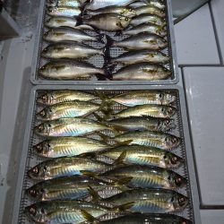 エンペラー 釣果