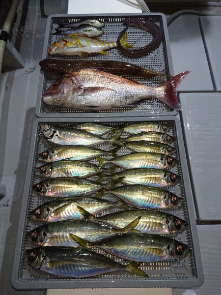 エンペラー 釣果