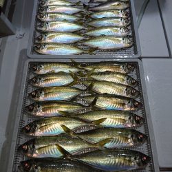 エンペラー 釣果