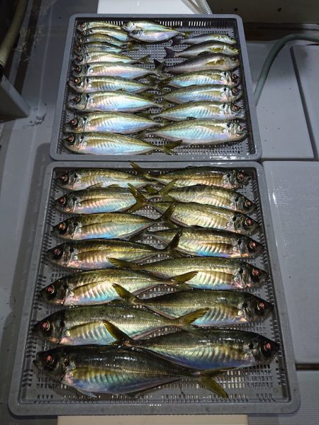 エンペラー 釣果