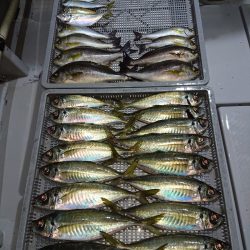 エンペラー 釣果