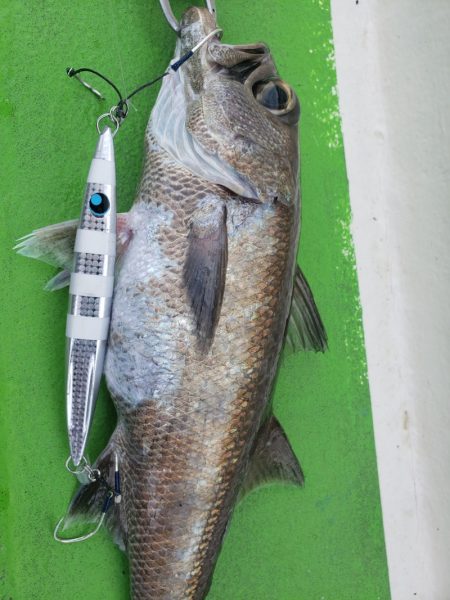 丸万釣船 釣果