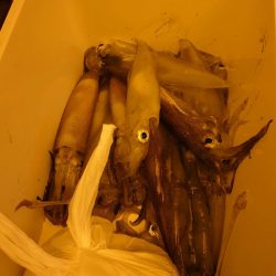 海龍丸（石川） 釣果