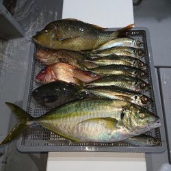 エンペラー 釣果