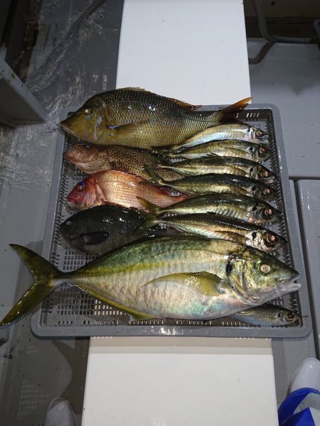 エンペラー 釣果