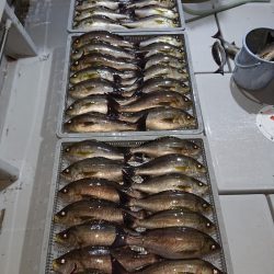 エンペラー 釣果