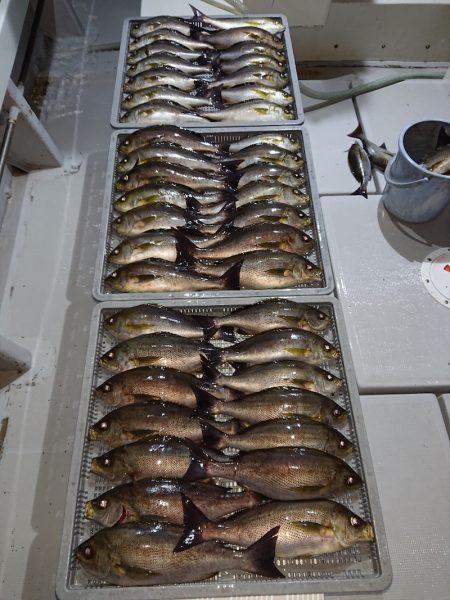 エンペラー 釣果