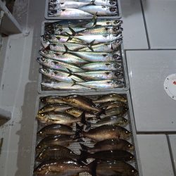 エンペラー 釣果