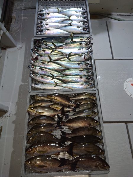 エンペラー 釣果