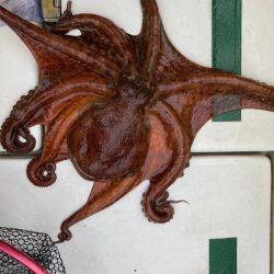 Ｖ−７ West 釣果