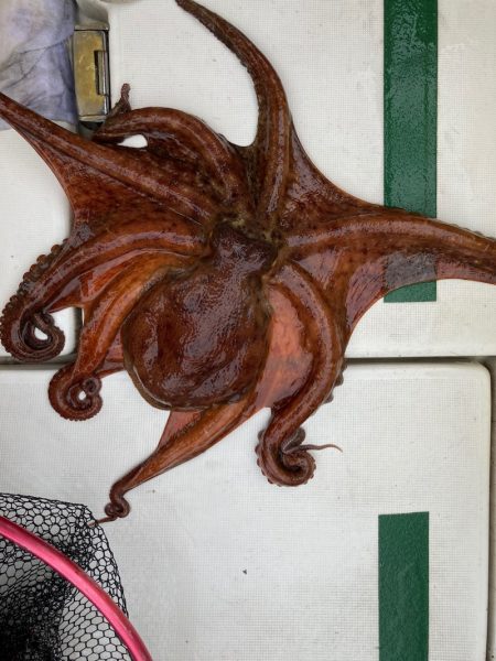 Ｖ−７ West 釣果