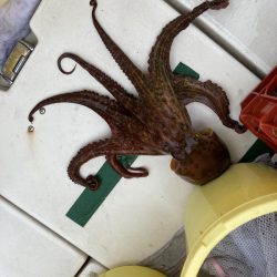 Ｖ−７ West 釣果